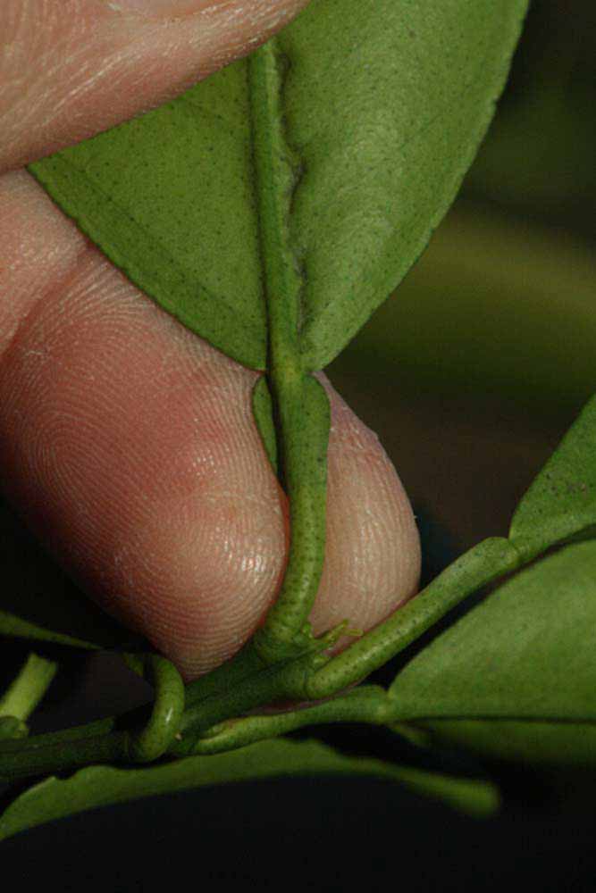              Petiole (Riverside, CA)       